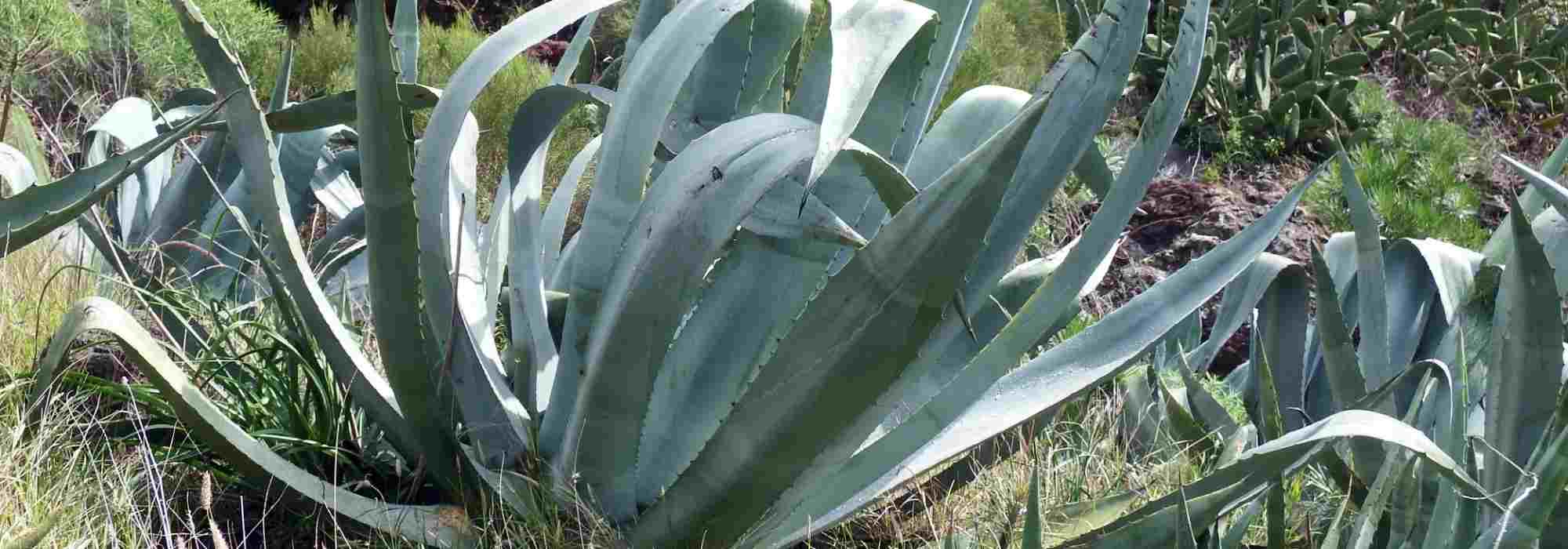 7 hardy succulent plants