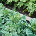 Heatwave: how to maintain (save) your vegetable garden?