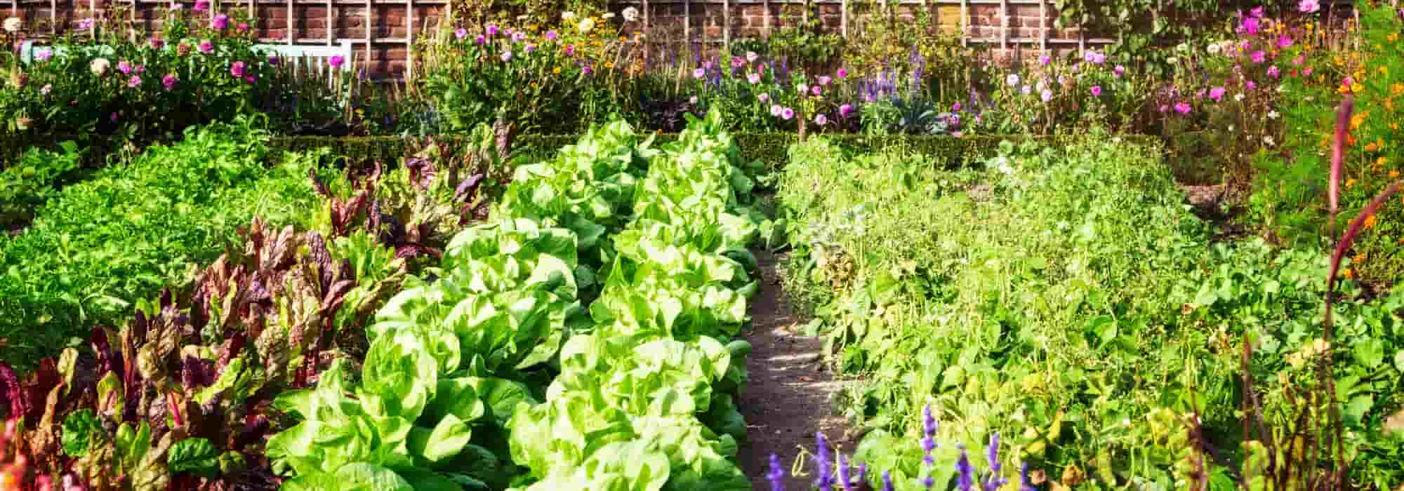How to naturally improve yields in your vegetable garden?