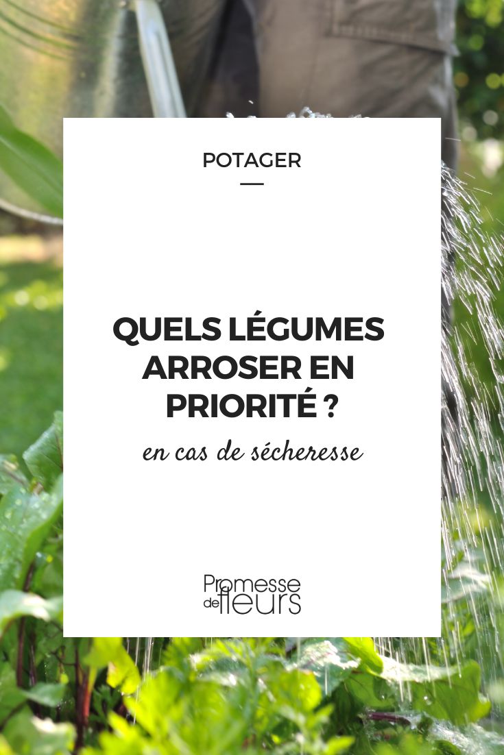 Which vegetables to prioritize watering in the vegetable garden in case of drought? Which vegetables to prioritize watering in the vegetable garden during a drought?