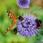 Drought and insects: should we be concerned about pollination?