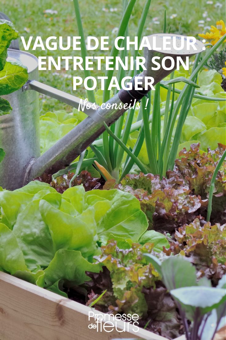 Heatwave, maintaining your vegetable garden heatwave, maintaining your vegetable garden