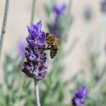 9 drought-resistant melliferous perennials