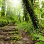 5 good reasons to plant ivies