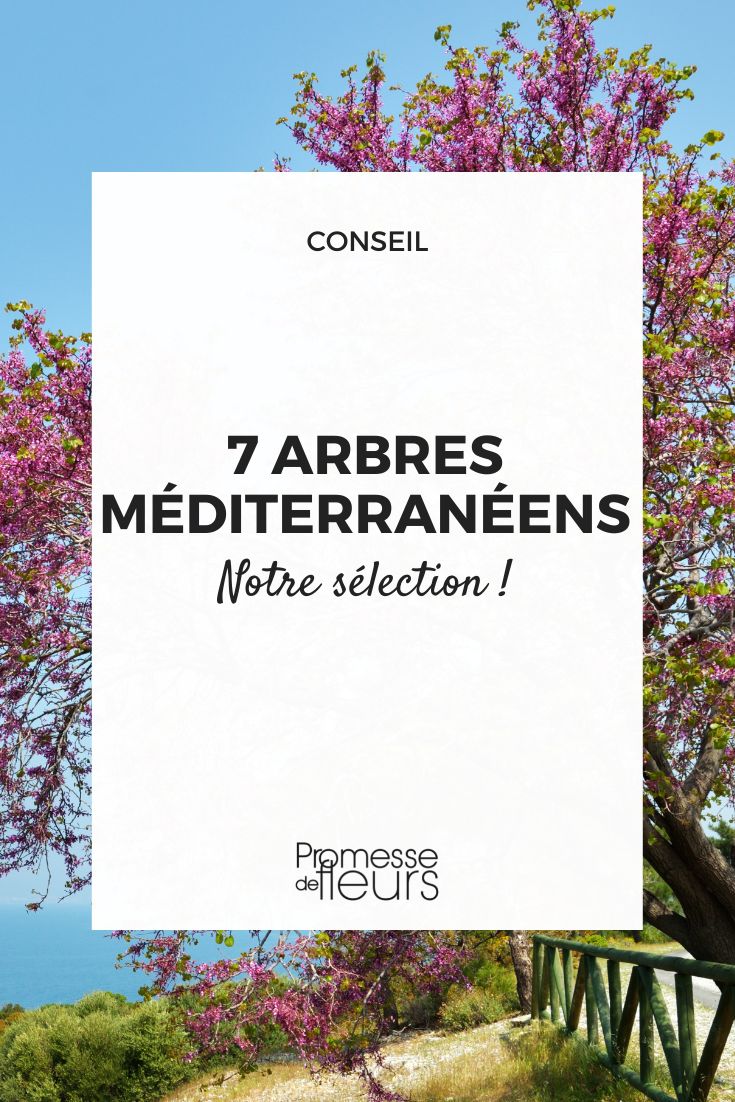 7 Mediterranean Trees Southern Trees Selection
