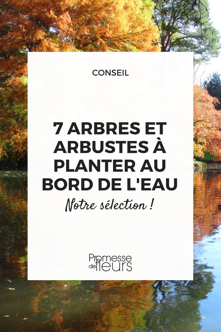 7 trees and bushes to plant by the water Trees and bushes for damp soil, riverbanks