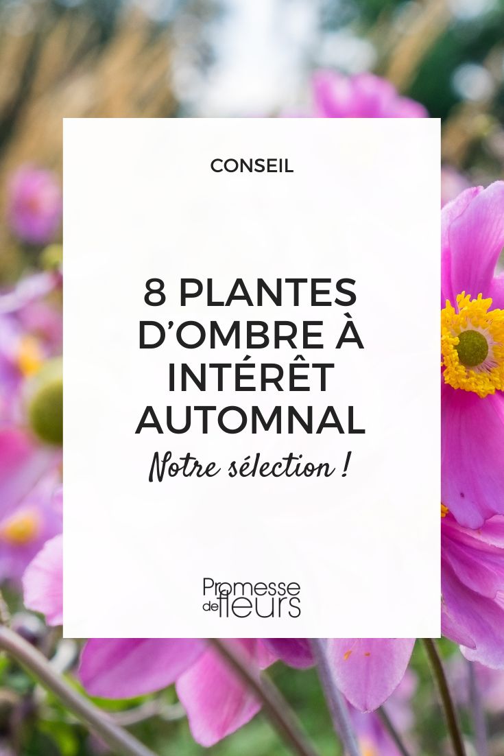 8 Shade Plants with Autumn Interest Autumn anemone