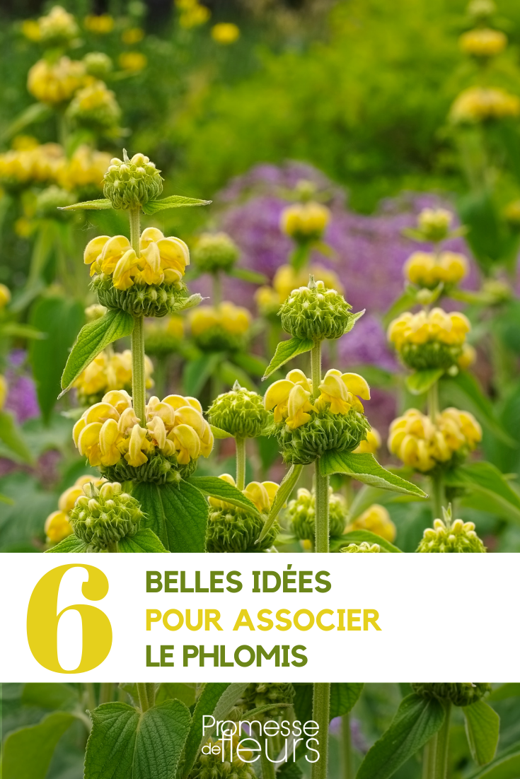Associate Jerusalem Sage or Phlomis Association with Jerusalem Sage in the garden