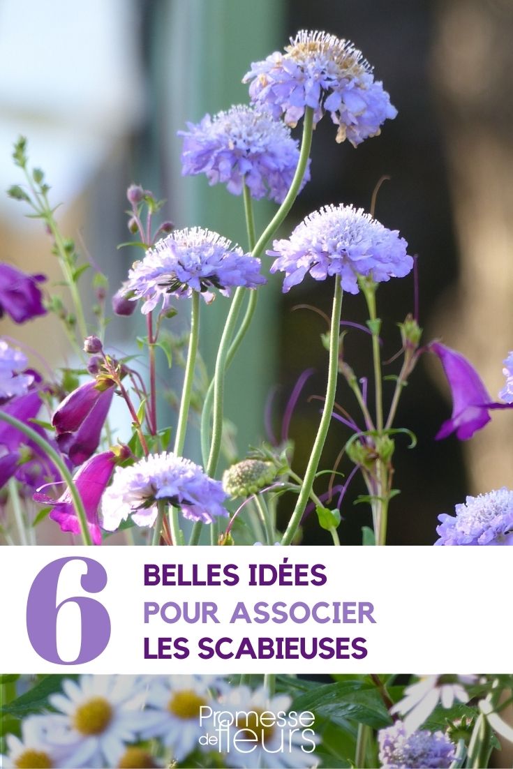 Associate the scabious plants