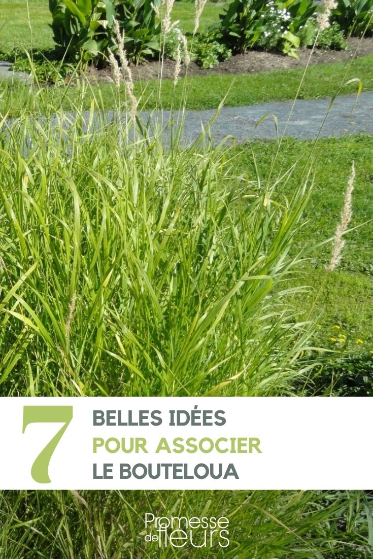 [plantes_associees plante="Bouteloua"]