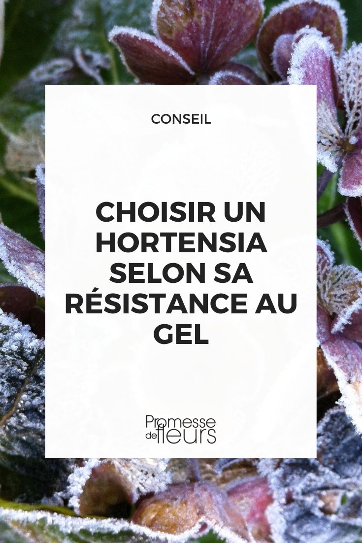 Choose a hydrangea according to its frost resistance.
