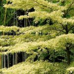 Cornus controversa - Wedding Cake Tree and Cornus alternifolia: Planting and Care