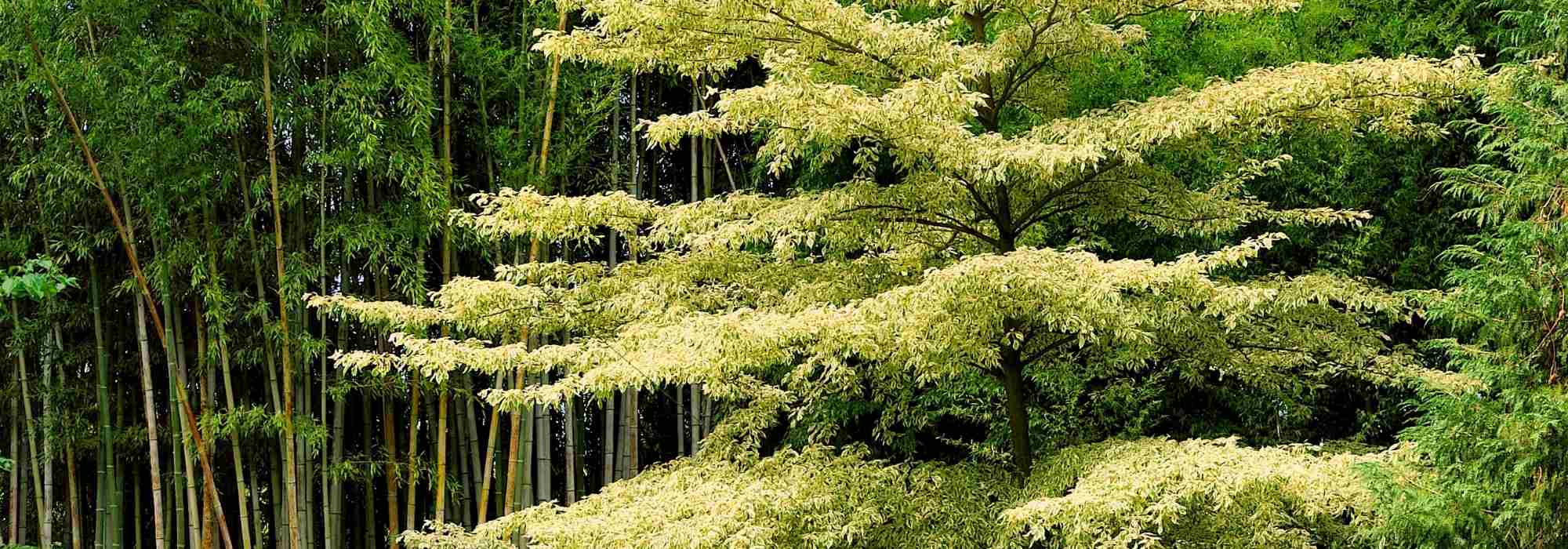 Cornus controversa - Wedding Cake Tree and Cornus alternifolia: Planting and Care