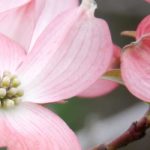 Cornus florida - American Flowering Dogwood: Choosing, Planting and Caring
