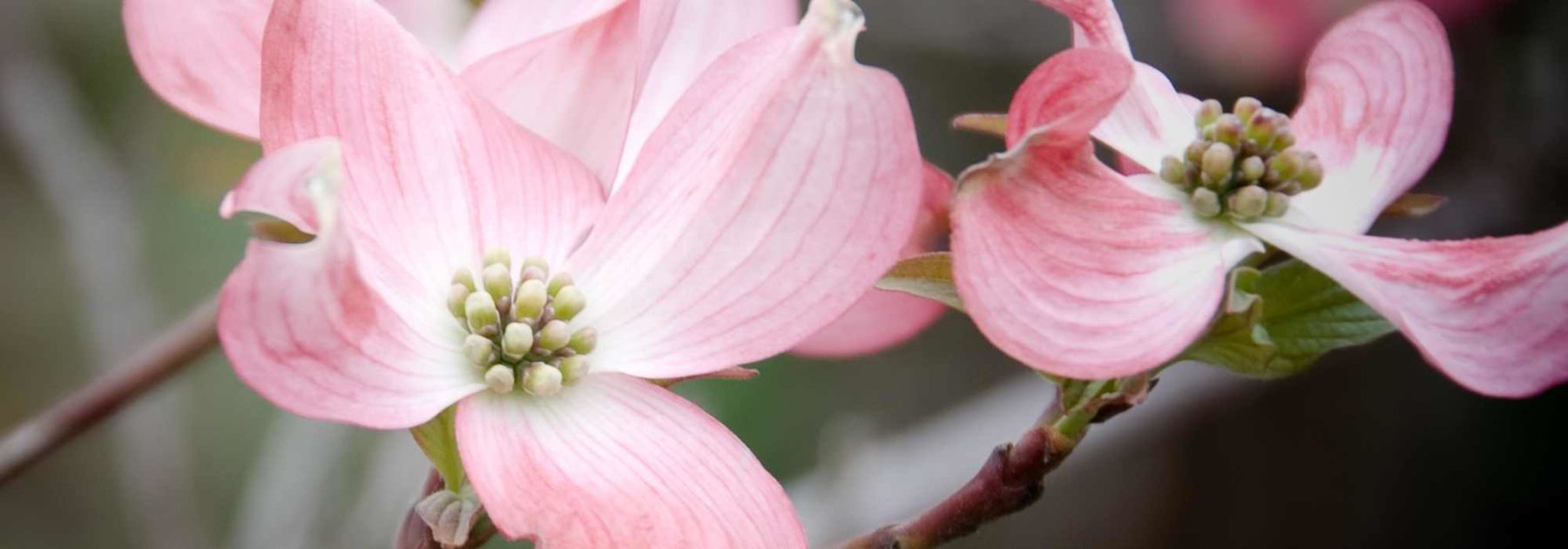 Cornus florida - American Flowering Dogwood: Choosing, Planting and Caring