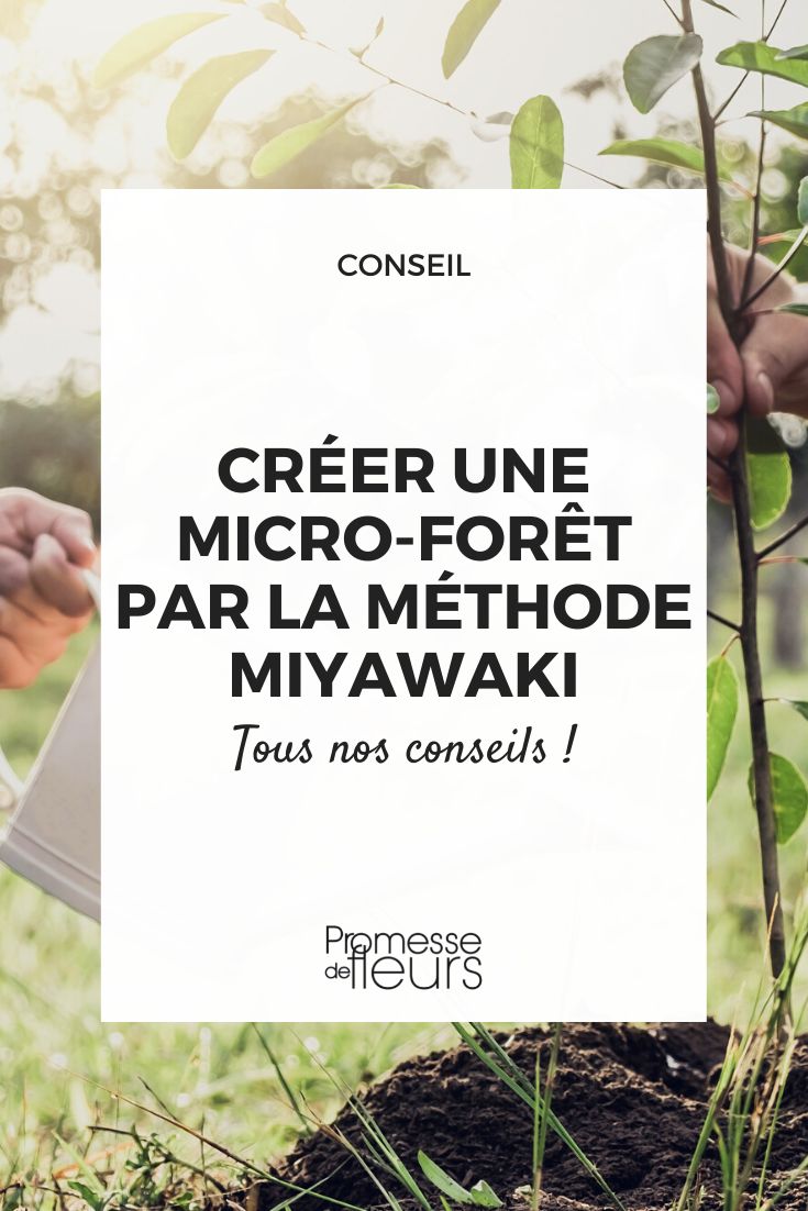 Create a forest patch using the Miyawaki method urban micro-forest planting