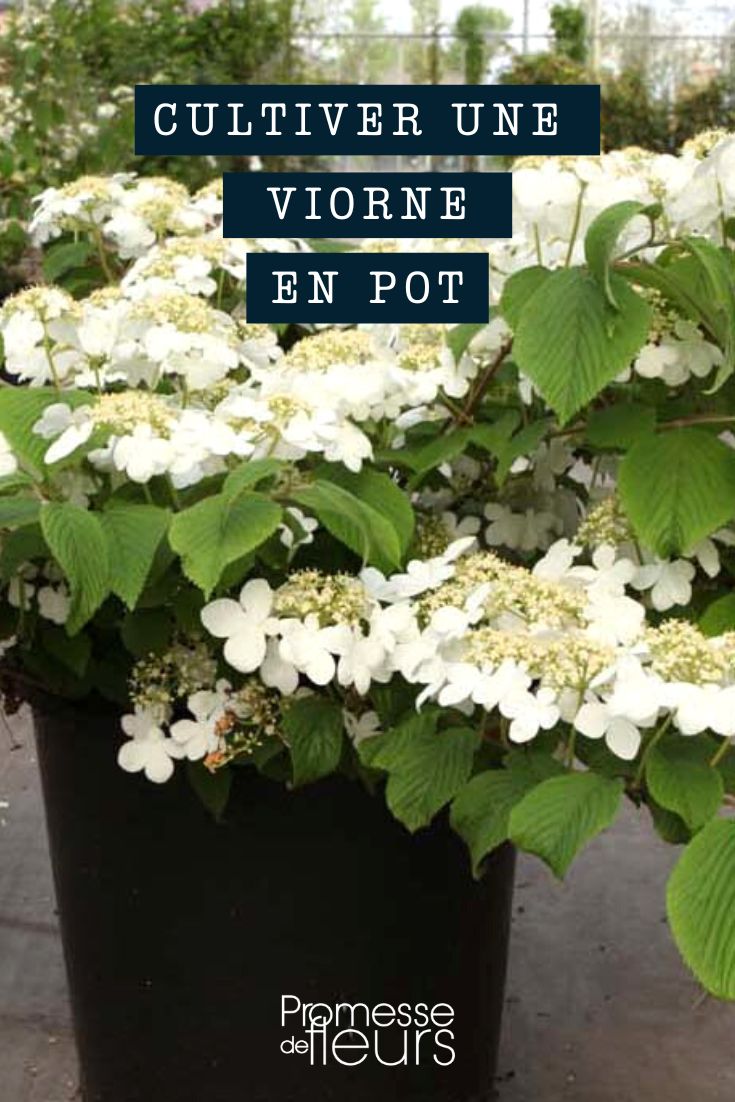 Growing a viburnum in a pot Viburnum: Growing Naked Viburnums in Pots
