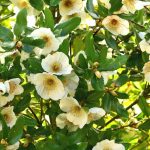 Eucryphia: Planting, Growing and Caring