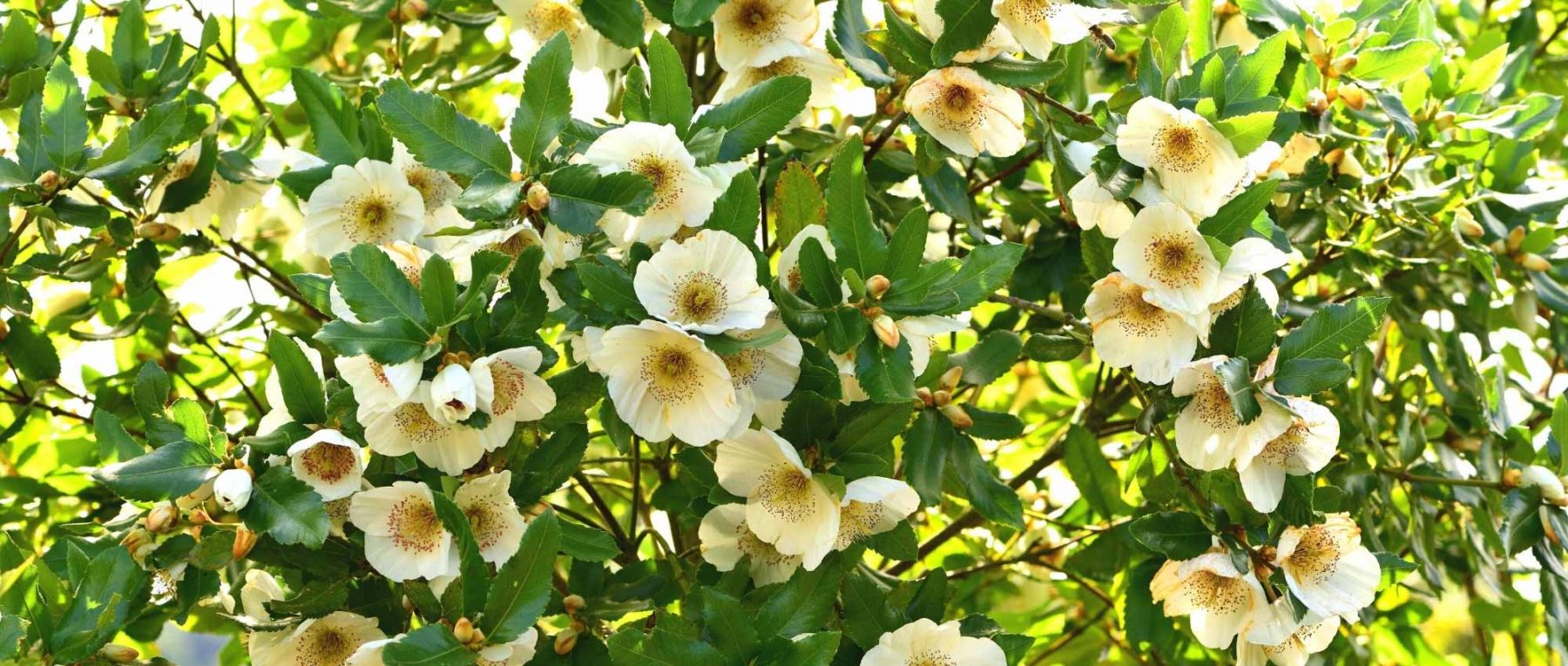 Eucryphia: Planting, Growing and Caring