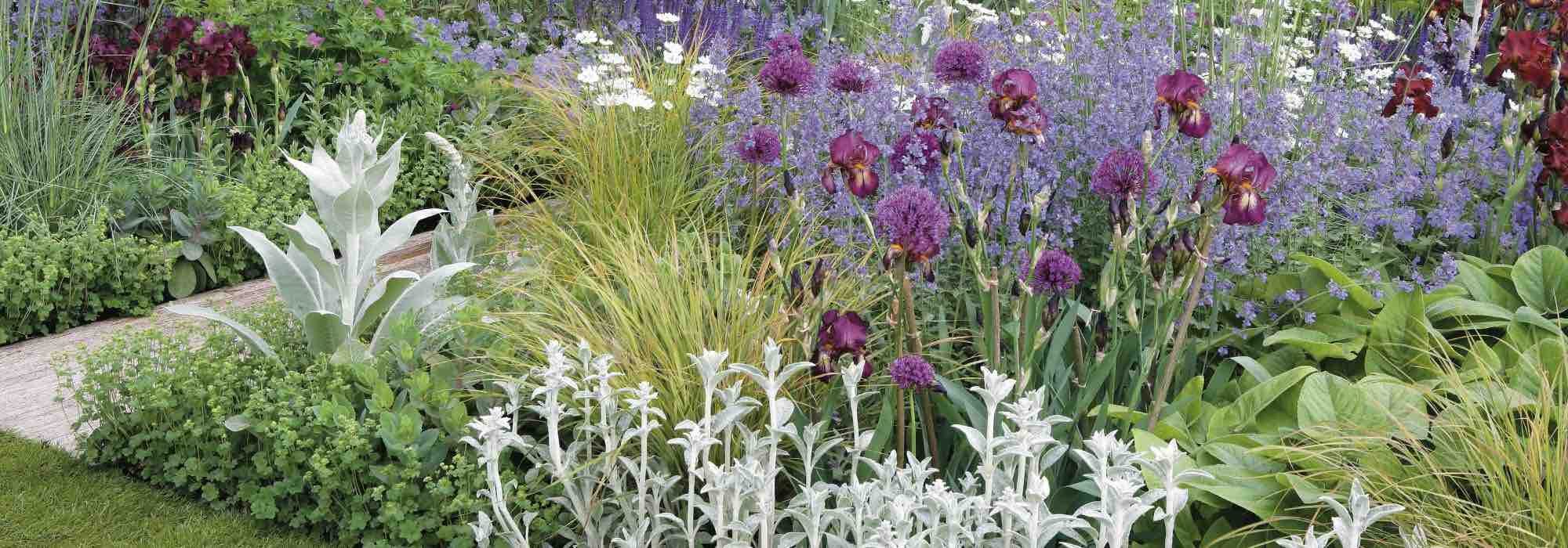 7 ideas for pairing Stachys