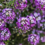 Lobularia - Sweet Alyssum: Sowing, Planting and Growing