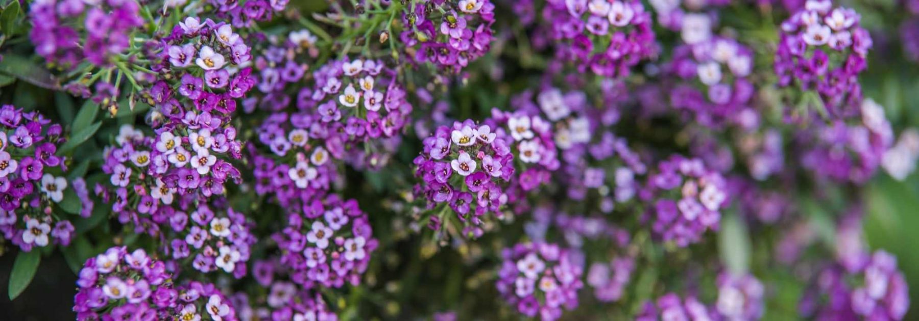 Lobularia - Sweet Alyssum: Sowing, Planting and Growing
