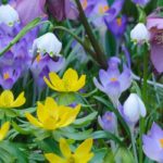 Early flowering bulbs: they herald spring