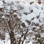 Choosing a hydrangea based on its frost resistance