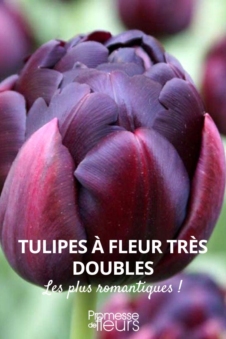 Double-flowered tulip Double-flowered tulip