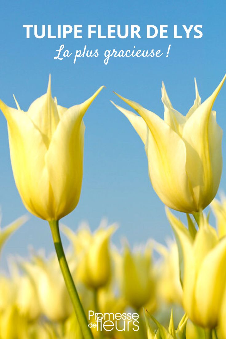 Lily-flowered tulips