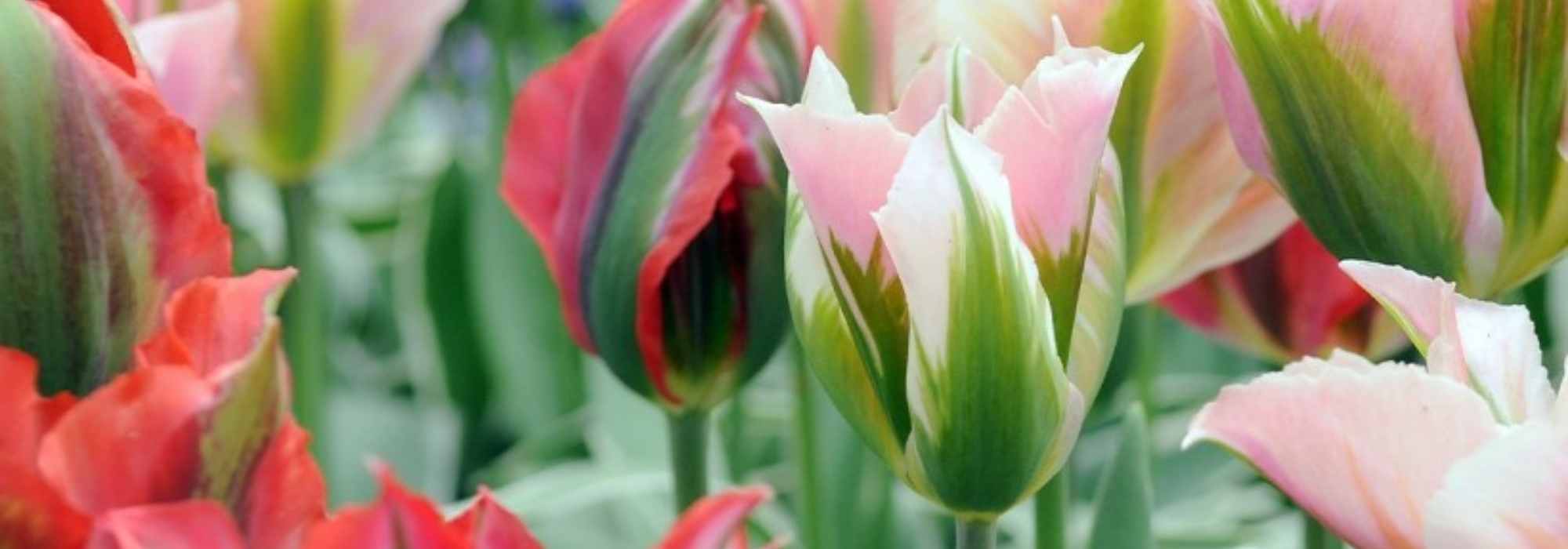 Viridiflora tulips: the most popular