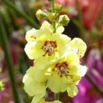 Verbascum: 6 successful companion planting ideas