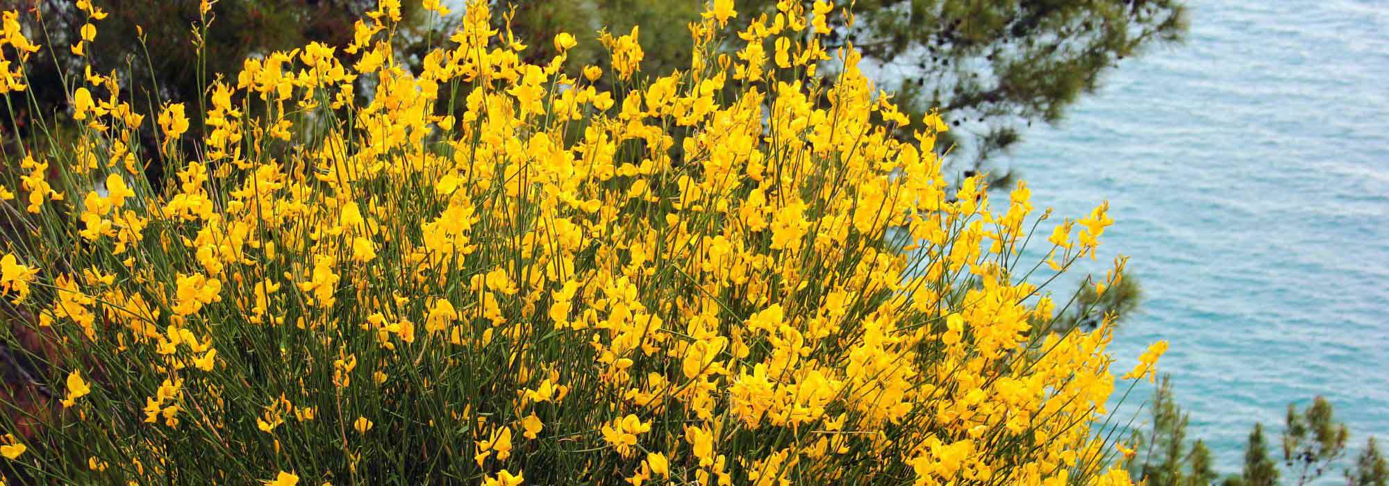 9 Mediterranean Bushes