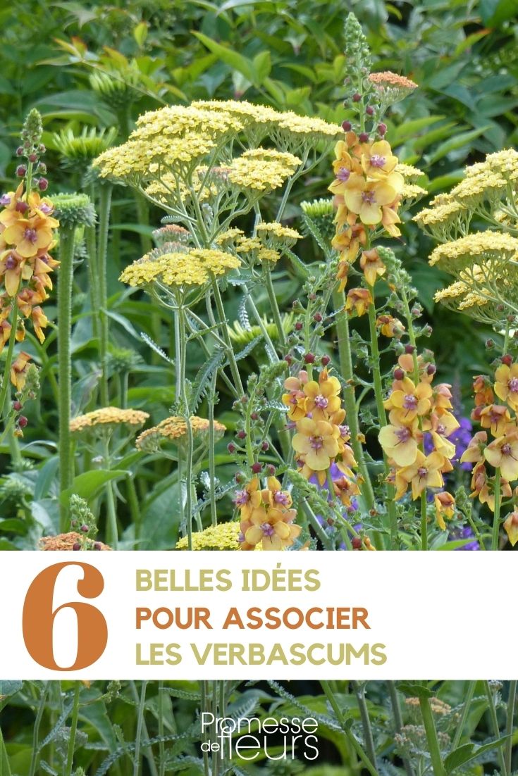 associate the mulleins associate the mulleins