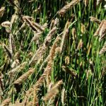 Bouteloua: 7 Pairing Ideas