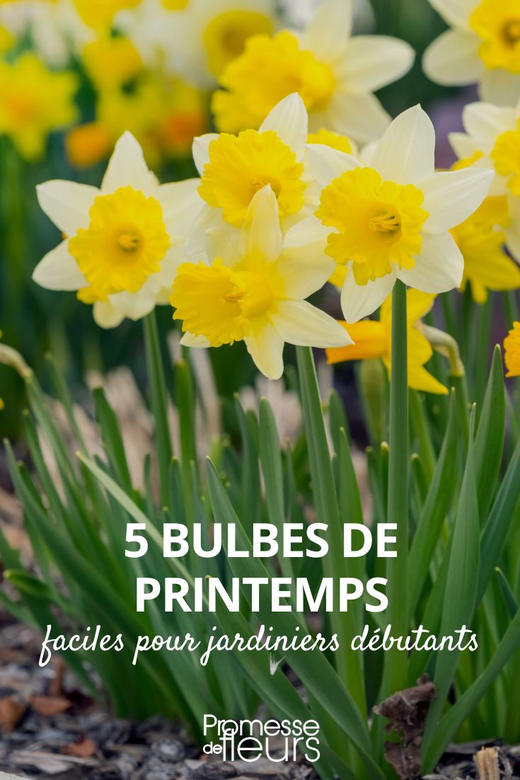 Easy Spring Bulbs for Beginners Easy Spring Bulbs for Beginners