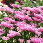 5 Ideas for Pairing Chrysanthemums