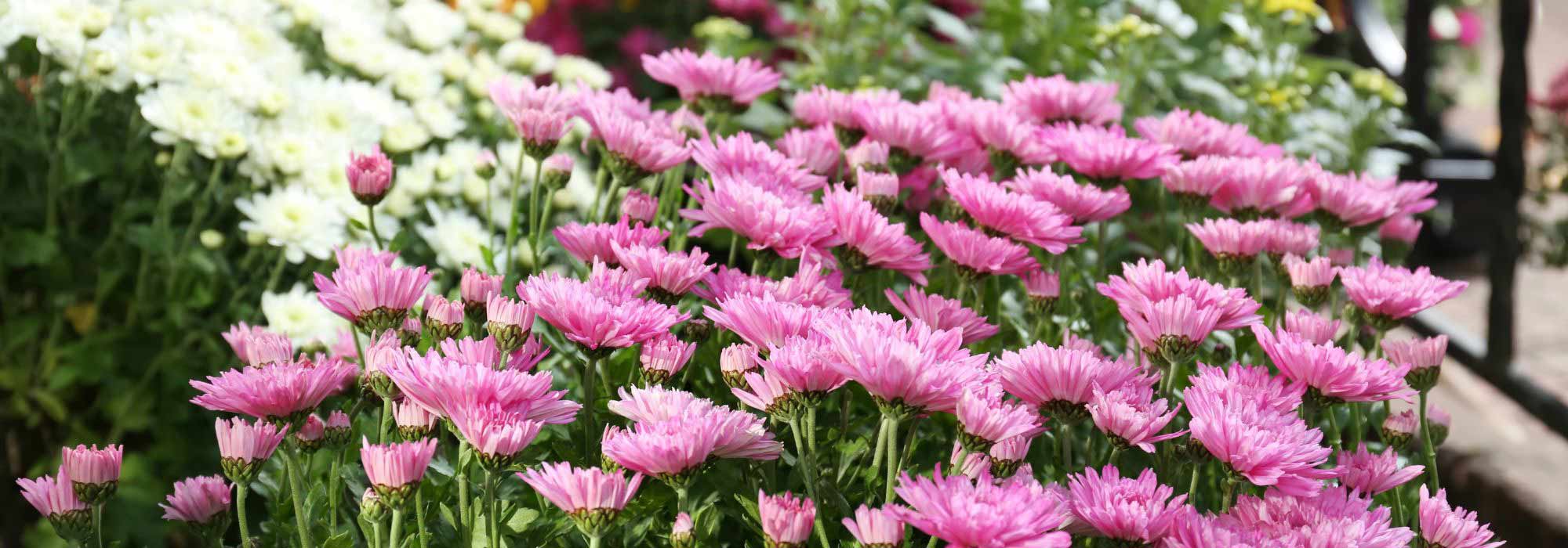 5 Ideas for Pairing Chrysanthemums