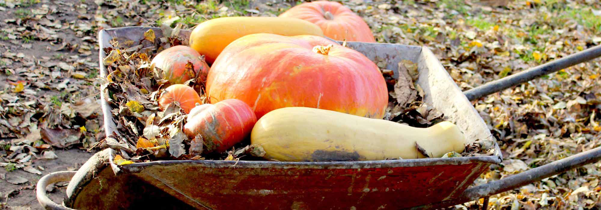 Harvesting and storing squashes