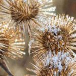 Decorative dried flowers in winter