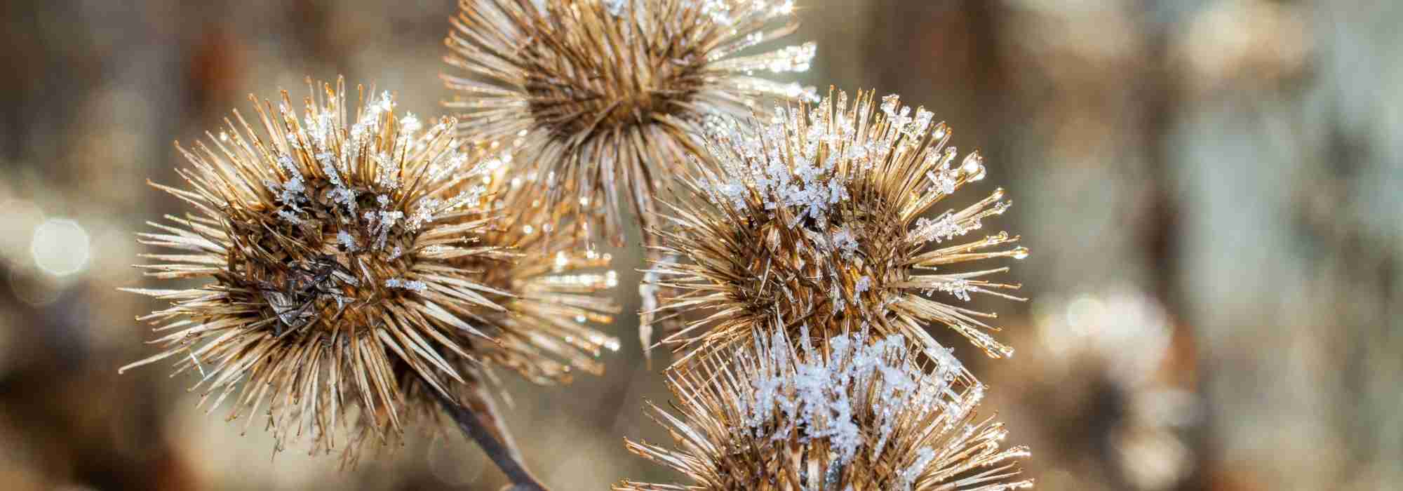 Decorative dried flowers in winter
