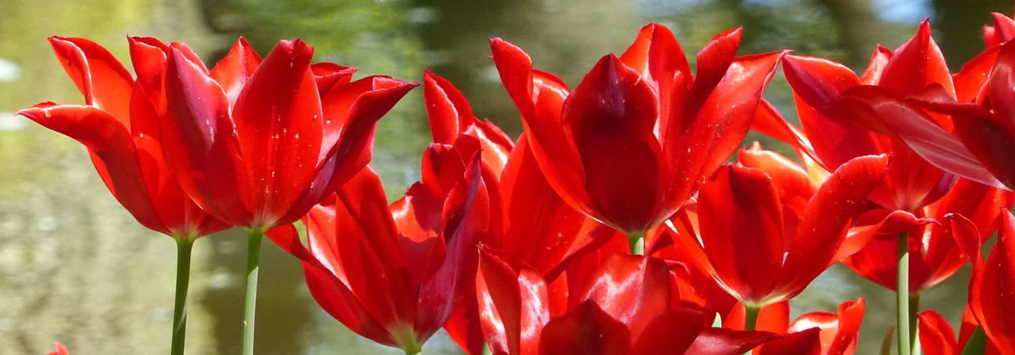 Lily flower tulip: the most graceful