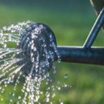 Difficult plants to grow in pots