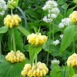 Associate Jerusalem Sage or Phlomis