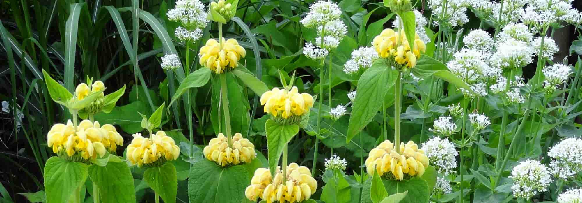 Associate Jerusalem Sage or Phlomis