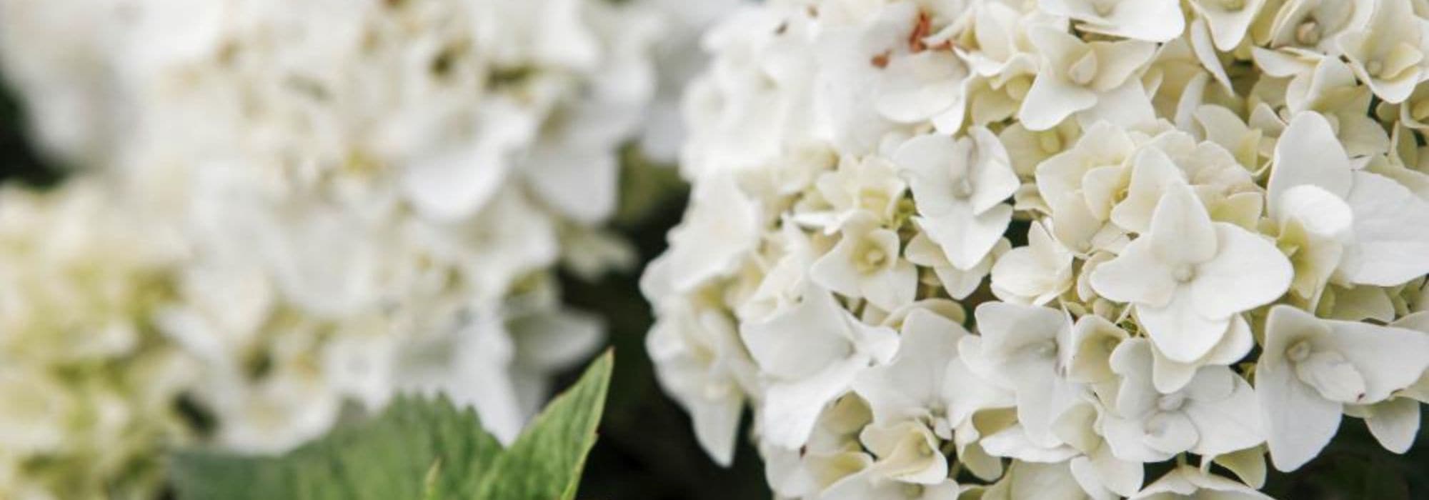 7 compact and long-lasting hydrangeas