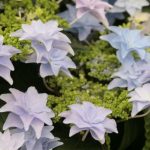 7 double-flowered hydrangeas