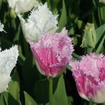 Fringed Tulip: A Gem for the Garden