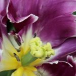 Parrot tulip: the most extravagant