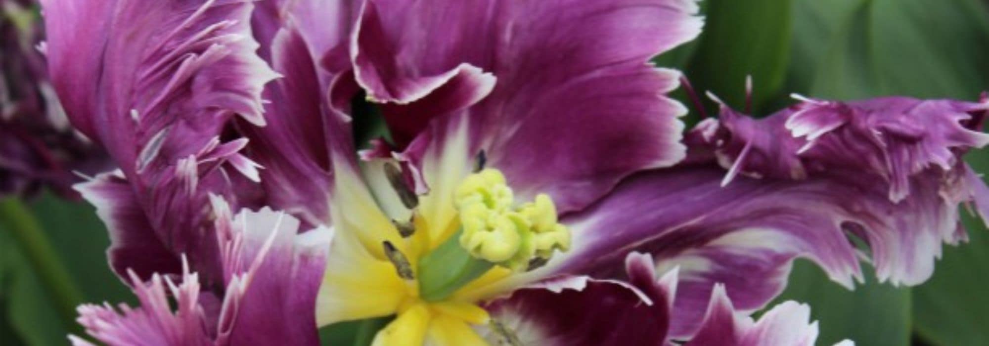 Parrot tulip: the most extravagant